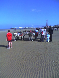 Blackpool Beach Donkeys