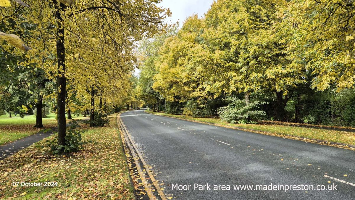 Blackpool Road next to Moor Park. The leaves a beautiful winter gold. Well before most other trees.